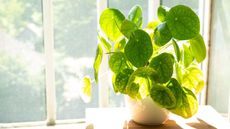 Chinese money plant in the sunlight
