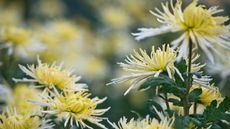 chrysanthemum