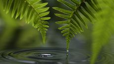 Sword Fern