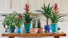 Coffee ground fertilizer for houseplants